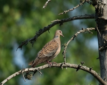 Огляд порід диких голубів опис видів, коротка характеристика і фото